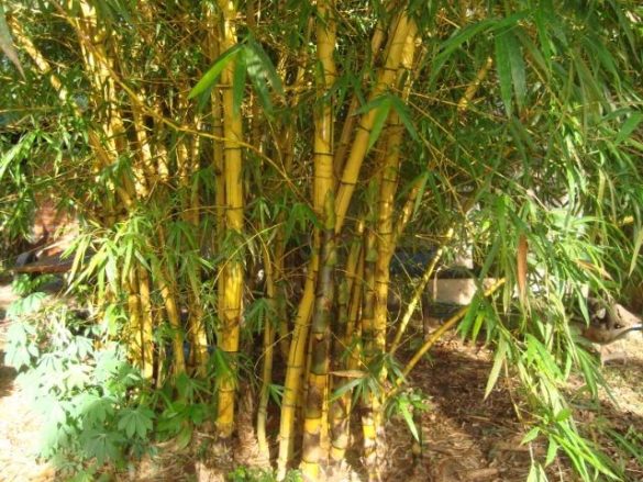 Fibras naturais mais conhecidas são o bambu, a taquara, a palha de coco ...